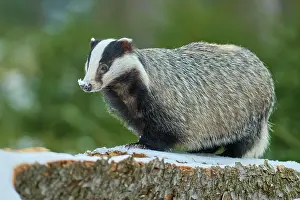 Badger: European badger (Meles meles), on tree trunk in