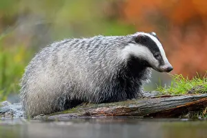 Rainy: European badger (Meles meles), by the water in the