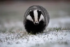 Eifel: European badger (Meles meles) in winter, running