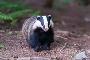 Scrub: European Badger (Meles meles) young male watching