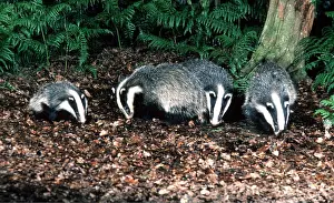 Jack Bailey: European Badger - & three month old cub