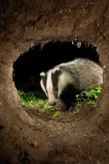 Sets: European Badger - at night