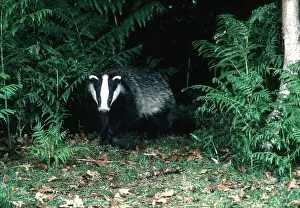 Jack Bailey: European BADGER - at night