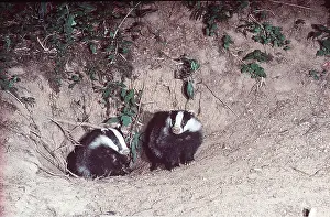 Setts: EUROPEAN BADGER - pair at sett entrance