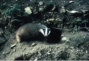 Setts: European Badger - at sett entrance