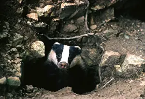 Emerging: European BADGER - at sett entrance
