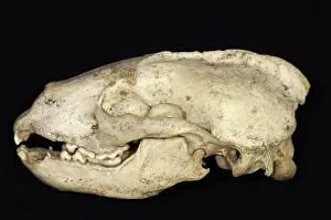 John K Henwood M.r.c.v.s: European Badger Skull Left Side