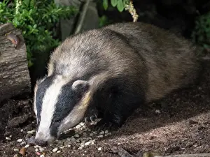 Badger: European badger- in urban garden - Birmingham UK
