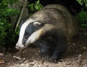 Badger: European badger- in urban garden - Birmingham UK