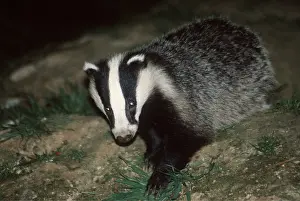 John K Henwood M.r.c.v.s: European Badger - walking at night