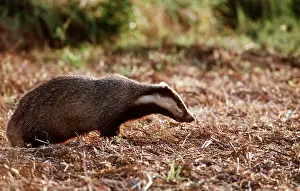 Geoff Trinder: European Badger - walking, side view