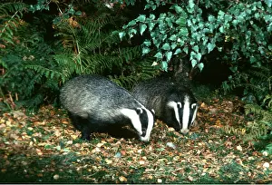 Jack Bailey: European Badger - x two foraging for food