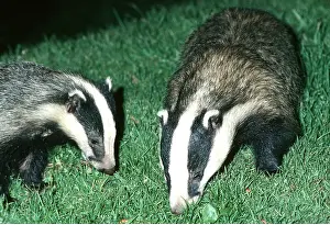 Smelling: European Badger - x two on lawn in garden