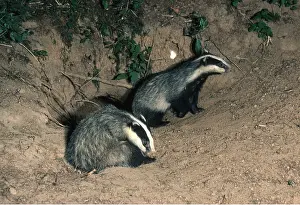 Setts: European Badger - x two at sett entrance