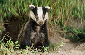 Setts: European Badger - young sitting at sett entrance