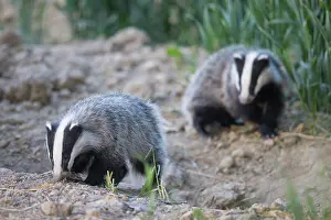 Holstein: European Badgers
