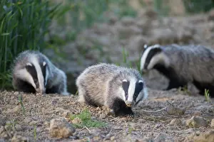 Holstein: European Badgers
