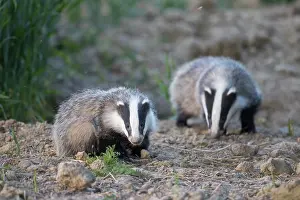 Holstein: European Badgers