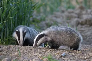 Holstein: European Badgers