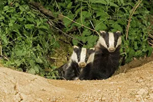 Setts: European badgers - two emerging from sett