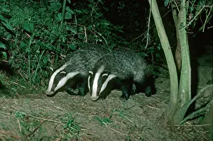Sett: Two European badgers - leaving sett