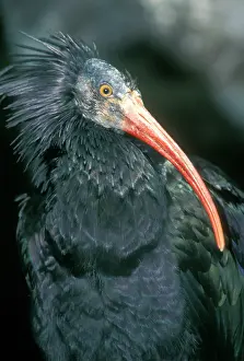 Eremita: European Bald / Northern / Waldrapp Ibis