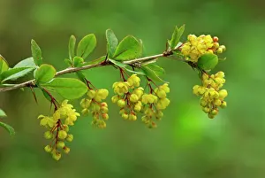 Barberry: European Barberry