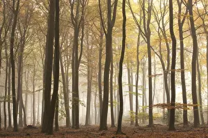 Sylvatica: European Beach (Fagus sylvatica) forest in the