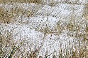 Beachgrass: European Beachgrass
