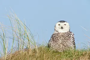 Beachgrass: European Beachgrass