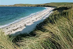 Escape: European Beachgrass