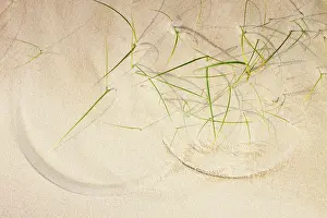 Beachgrass: European Beachgrass
