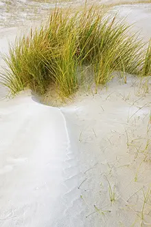 Beachgrass: European Beachgrass