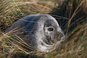 Donna: European Beachgrass