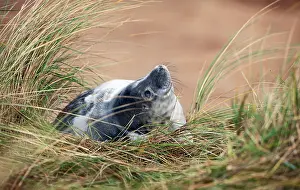 Donna: European Beachgrass