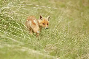 Beachgrass: European Beachgrass