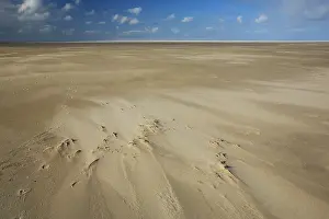 Beachgrass: European Beachgrass