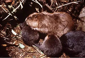 Elizabeth Bomford: EUROPEAN BEAVER