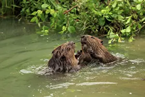 European Beaver