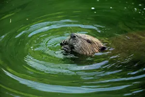 European Beaver