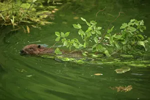 Pulling: European Beaver