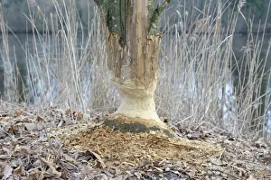 Marks: European Beaver