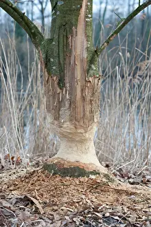 Marks: European Beaver
