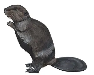 Fiber: European Beaver