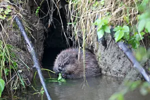 Fiber: European Beaver