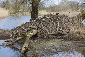 Sticks: European beaver - beaver lodge - Germany