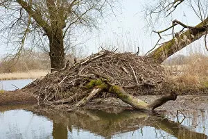 Lodge: European Beaver - beaver lodge - Germany