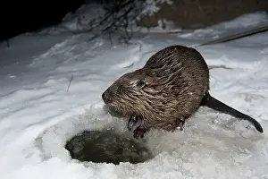 Evening Scene: European beaver (Castor fiber), Rosenheim, Bavaria, Germany