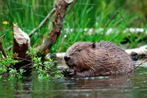Fiber: European beaver (Castor fiber) Eating branches of