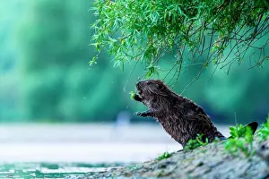 Slovakia: European beaver (Castor fiber) on riverbank, Slovakia